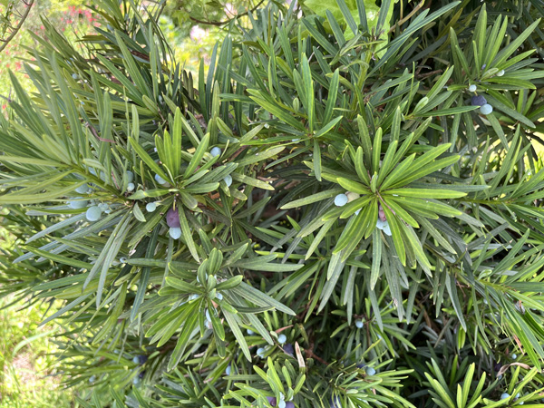 ラカンマキと、イヌマキ ラカンマキと、イヌマキ