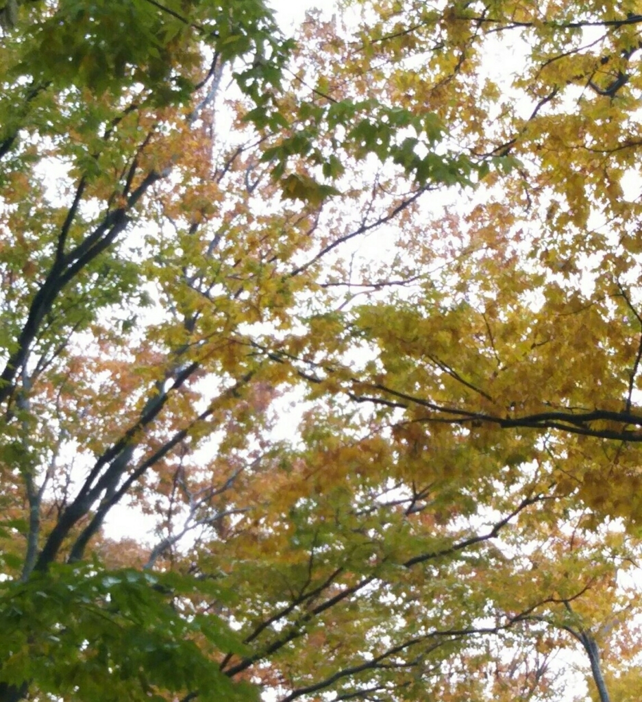f:id:miyakogu:20171111150004j:plain f:id:miyakogu:20171111150004j:plain