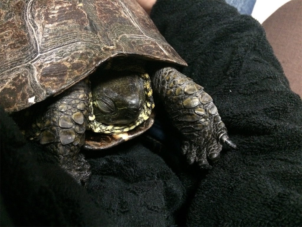 f:id:miyakokara:20191217220353j:image