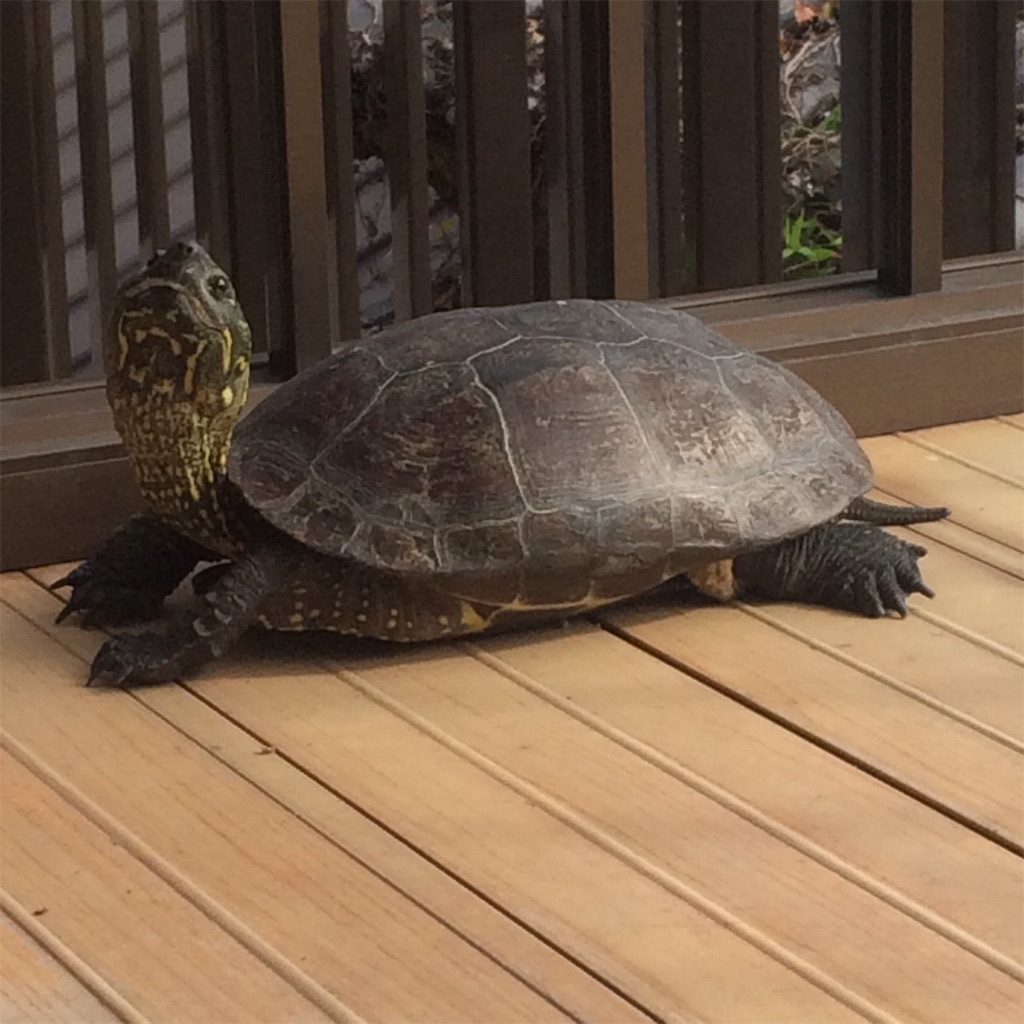 f:id:miyakokara:20191217220401j:image