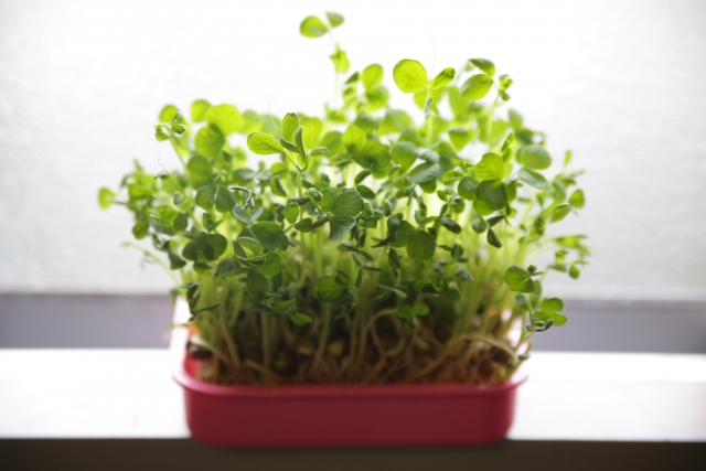 f:id:miyama-chronicle:20170125133423j:plain