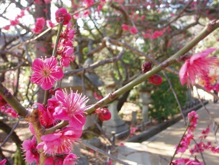 f:id:miyama:20080309214616j:image