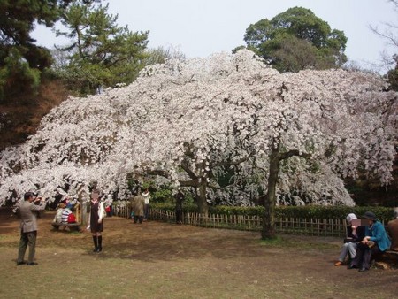 京都御苑