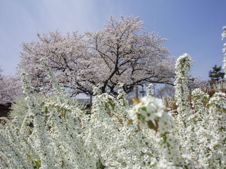 鴨川の桜
