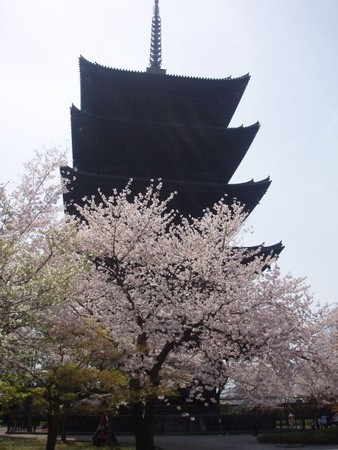 東寺の桜　国宝・五重塔