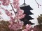 東寺の桜　国宝・五重塔