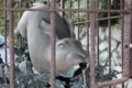 三尾神社　手水舎