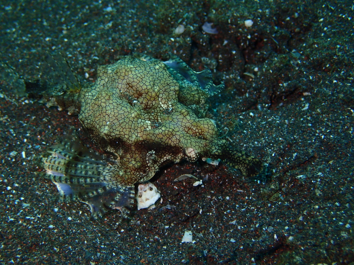 f:id:miyamae:20190922092418j:plain