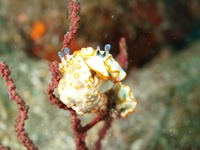 大瀬崎 岬の先端 大瀬崎 岬の先端