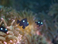 大瀬崎 岬の先端 大瀬崎 岬の先端