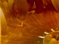 大瀬崎 岬の先端 大瀬崎 岬の先端