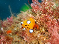 大瀬崎 門下~大川下 大瀬崎 門下~大川下