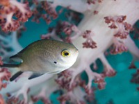 大瀬崎 門下~大川下 大瀬崎 門下~大川下