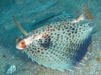 大瀬崎 門下~大川下 大瀬崎 門下~大川下