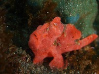 大瀬崎 門下~大川下 大瀬崎 門下~大川下