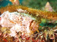 大瀬崎 湾内 大瀬崎 湾内