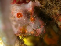 ベニカエルアンコウ