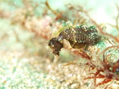 サンゴタツ@黄金崎 サンゴタツ@黄金崎