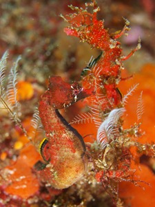 ハナタツ＠黄金崎