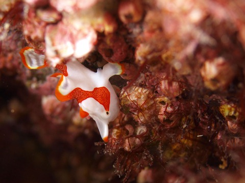 クマドリカエルアンコウ クマドリカエルアンコウ