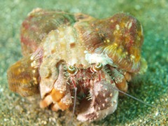 ヤドカリ ヤドカリ