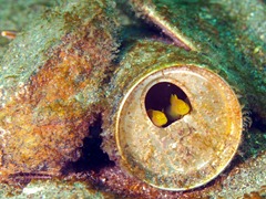 ミジンベニハゼ ミジンベニハゼ