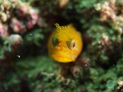 コケギンポ コケギンポ