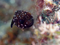 サザナミフグの幼魚 サザナミフグの幼魚
