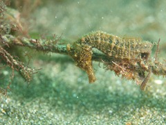 タカクラタツ タカクラタツ