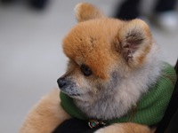 会場にいたワンコ