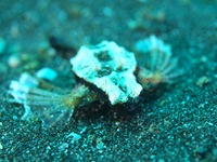大瀬崎 湾内   