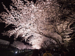 野川桜ライトアップ 