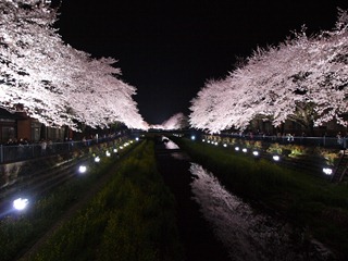 野川桜ライトアップ 