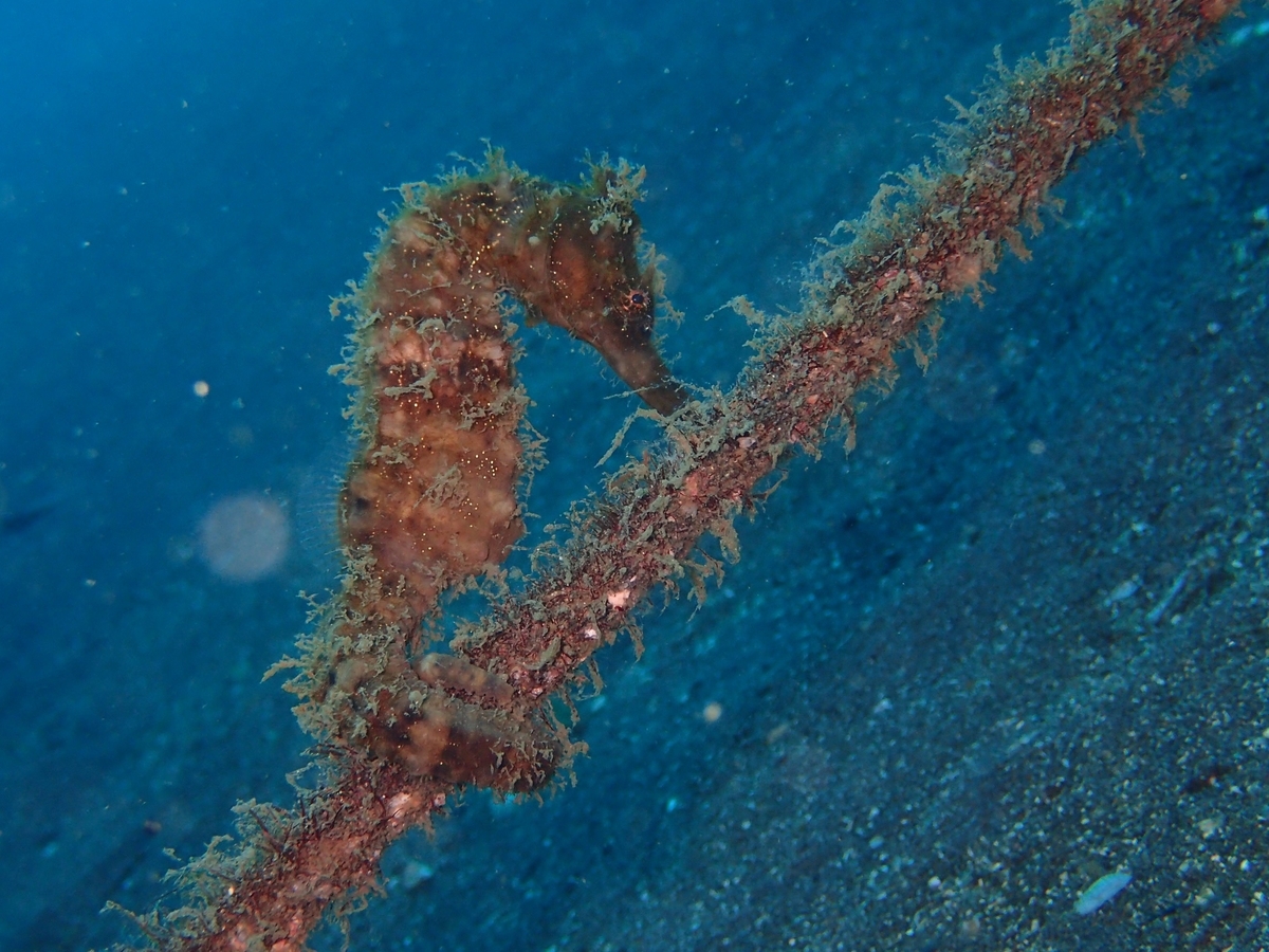 f:id:miyamae:20200921100811j:plain