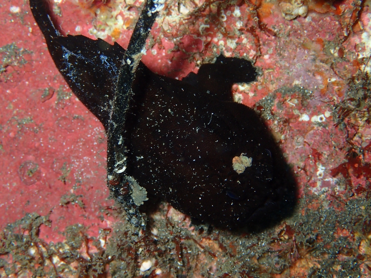 f:id:miyamae:20200921101432j:plain