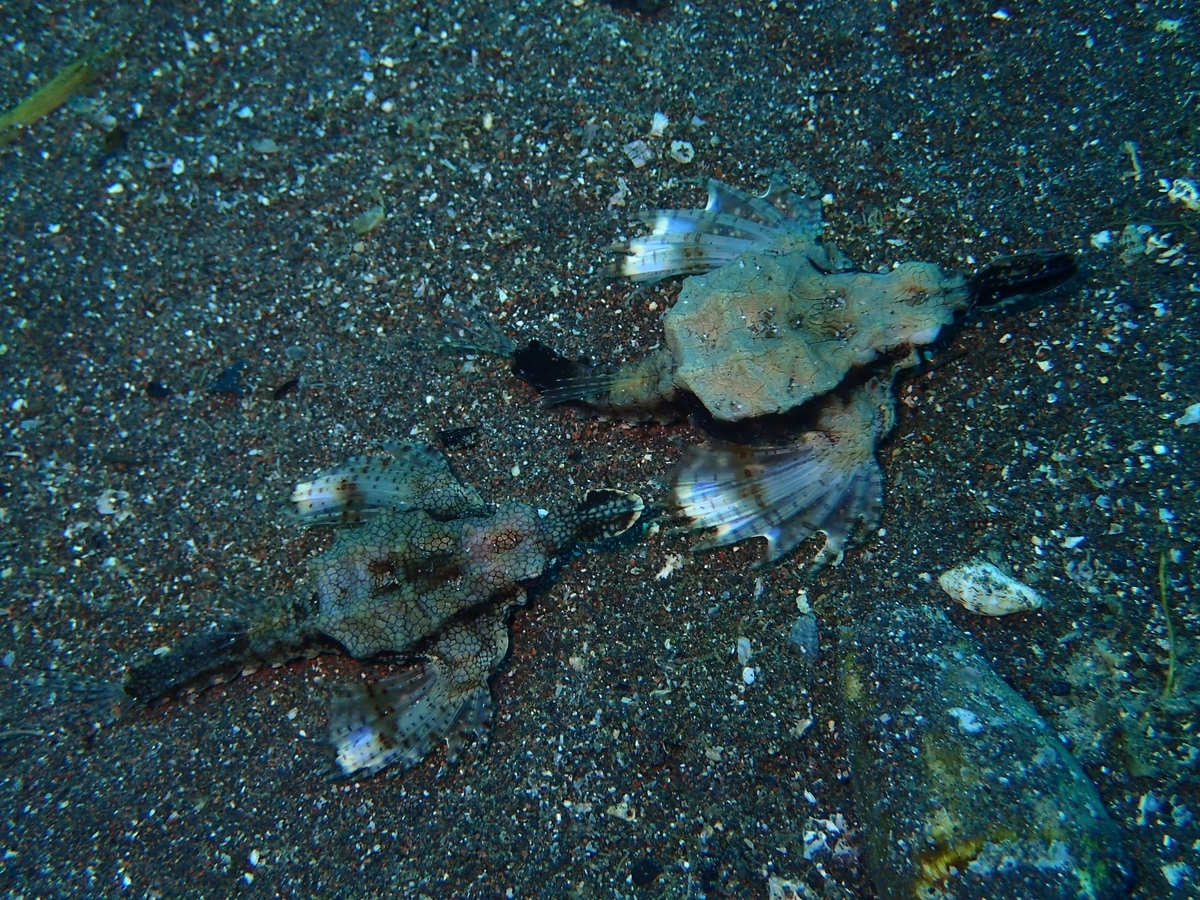 f:id:miyamae:20200921103631j:plain