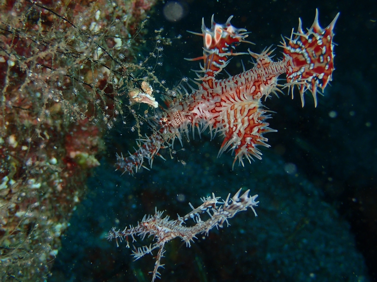 f:id:miyamae:20200921123251j:plain