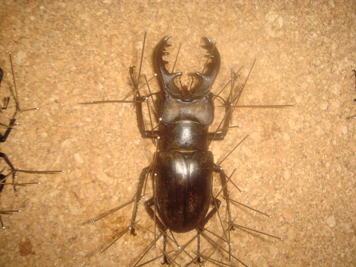 f:id:miyamaoyajikun:20210830074037j:plain