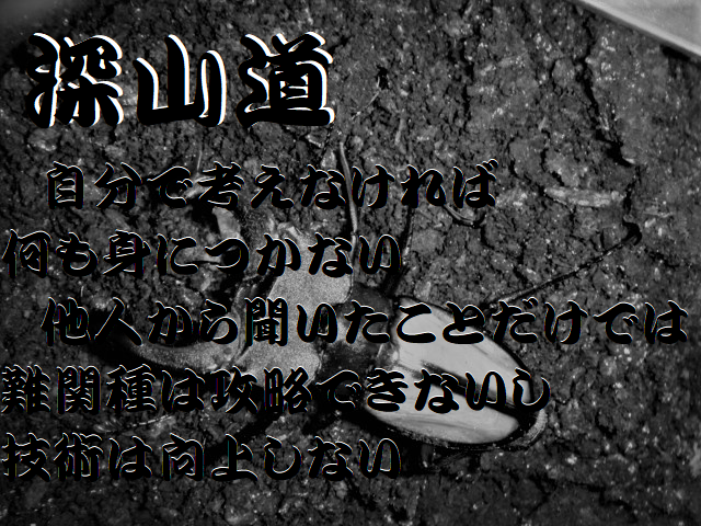 f:id:miyamaoyajikun:20220109205859p:plain