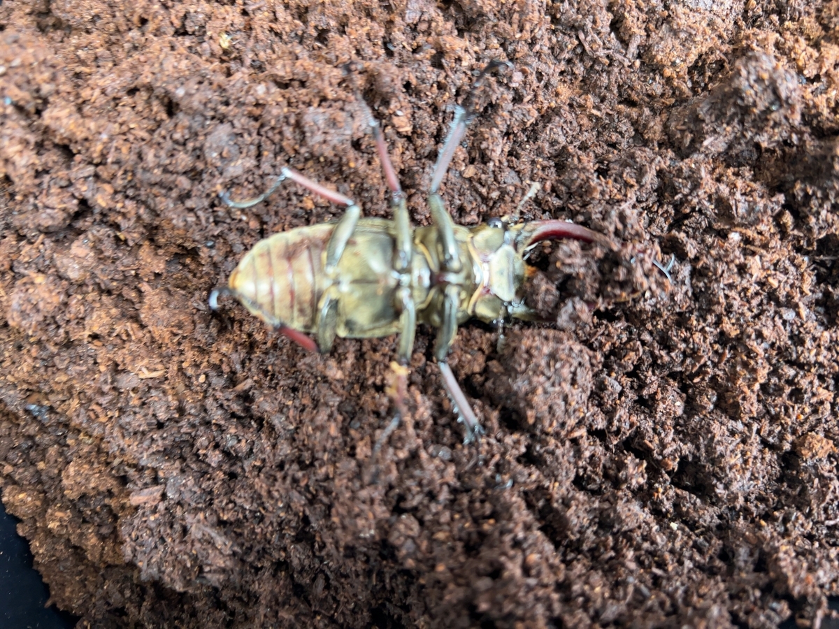 ミシュミミヤマ 初令幼虫4頭セット ゲアンミヤマWF3幼虫6頭セット№2