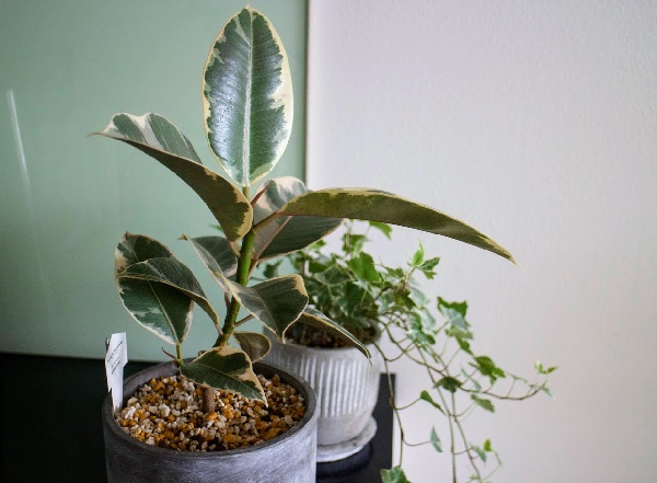 f:id:miyamarin:20200723171337j:plain