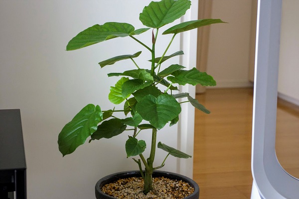 f:id:miyamarin:20200723172448j:plain