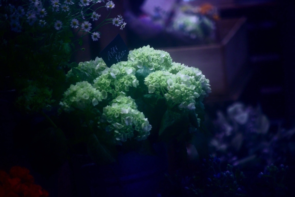 f:id:miyamaroom:20190604214725j:plain