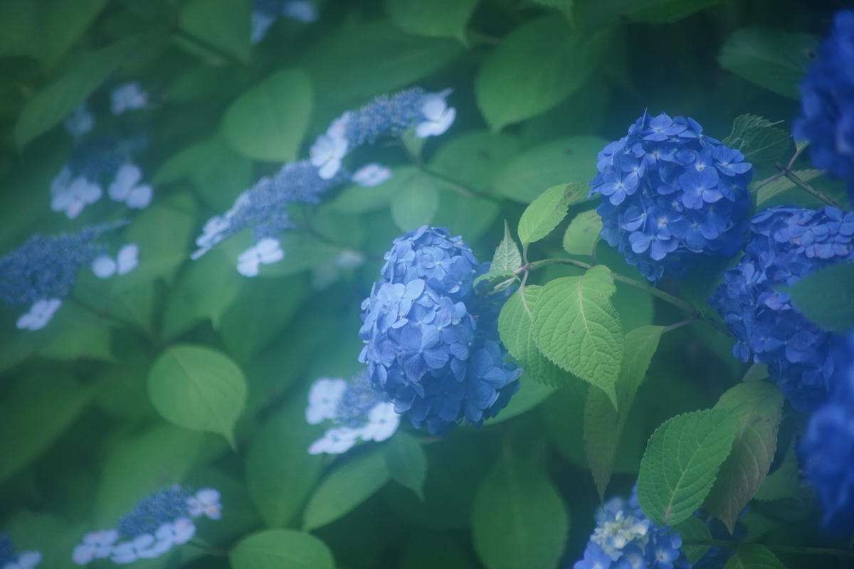 f:id:miyamaroom:20190609225504j:plain