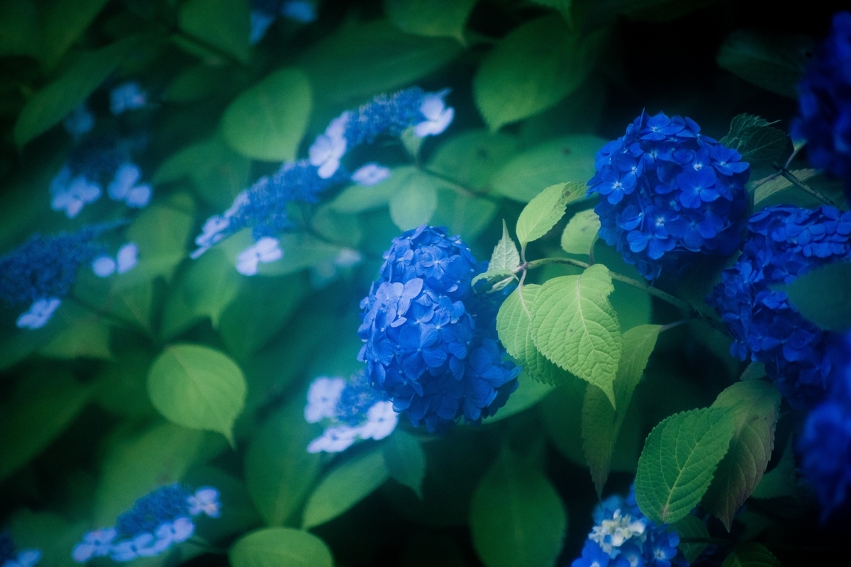 f:id:miyamaroom:20190609231421j:plain