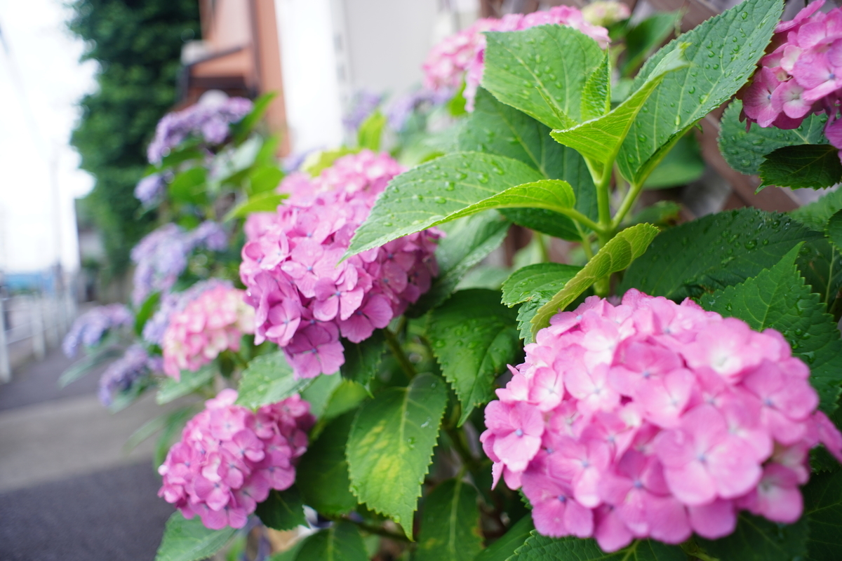 f:id:miyamaroom:20190611203213j:plain