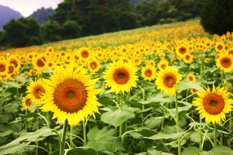 f:id:miyamiya819:20100819143522j:image f:id:miyamiya819:20100819143522j:image