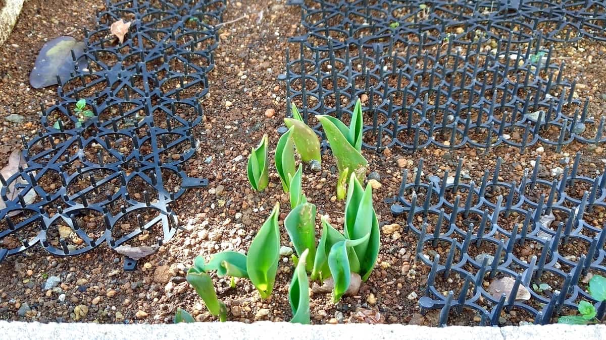 f:id:miyarock:20210206160433j:plain