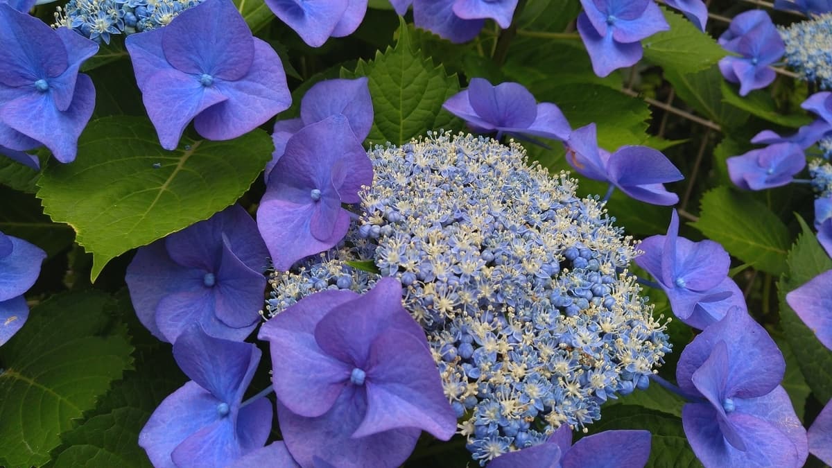 f:id:miyarock:20210607153136j:plain