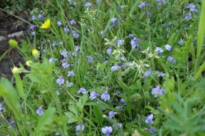 f:id:miyasakihiro:20170502162141j:plain